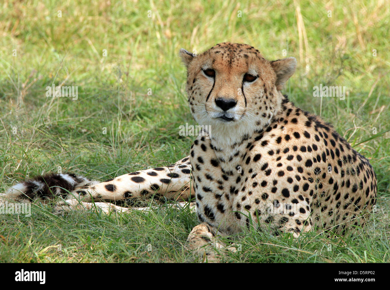 Gepard (Acinonyx Jubatus) liegen in der Wiese, Massai Mara, Kenia Stockfoto
