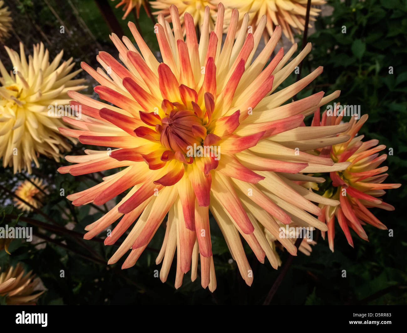 Dahlia Vuurvogel Firebird gelb orange Blumen closeup Stockfoto