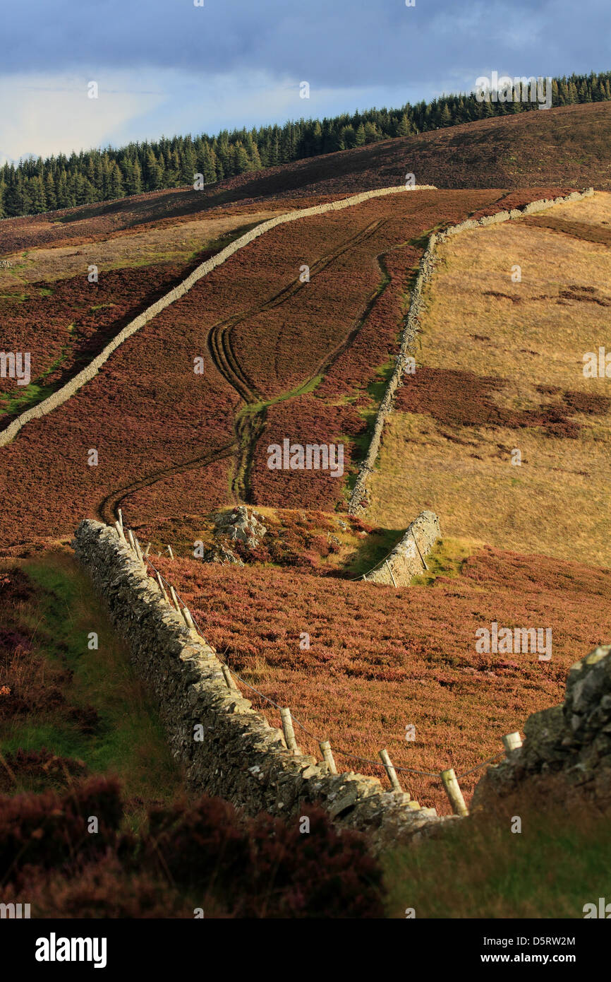 Viehtreiber Straße; Gypsy Glen, Peebles, Scottish Borders Stockfoto