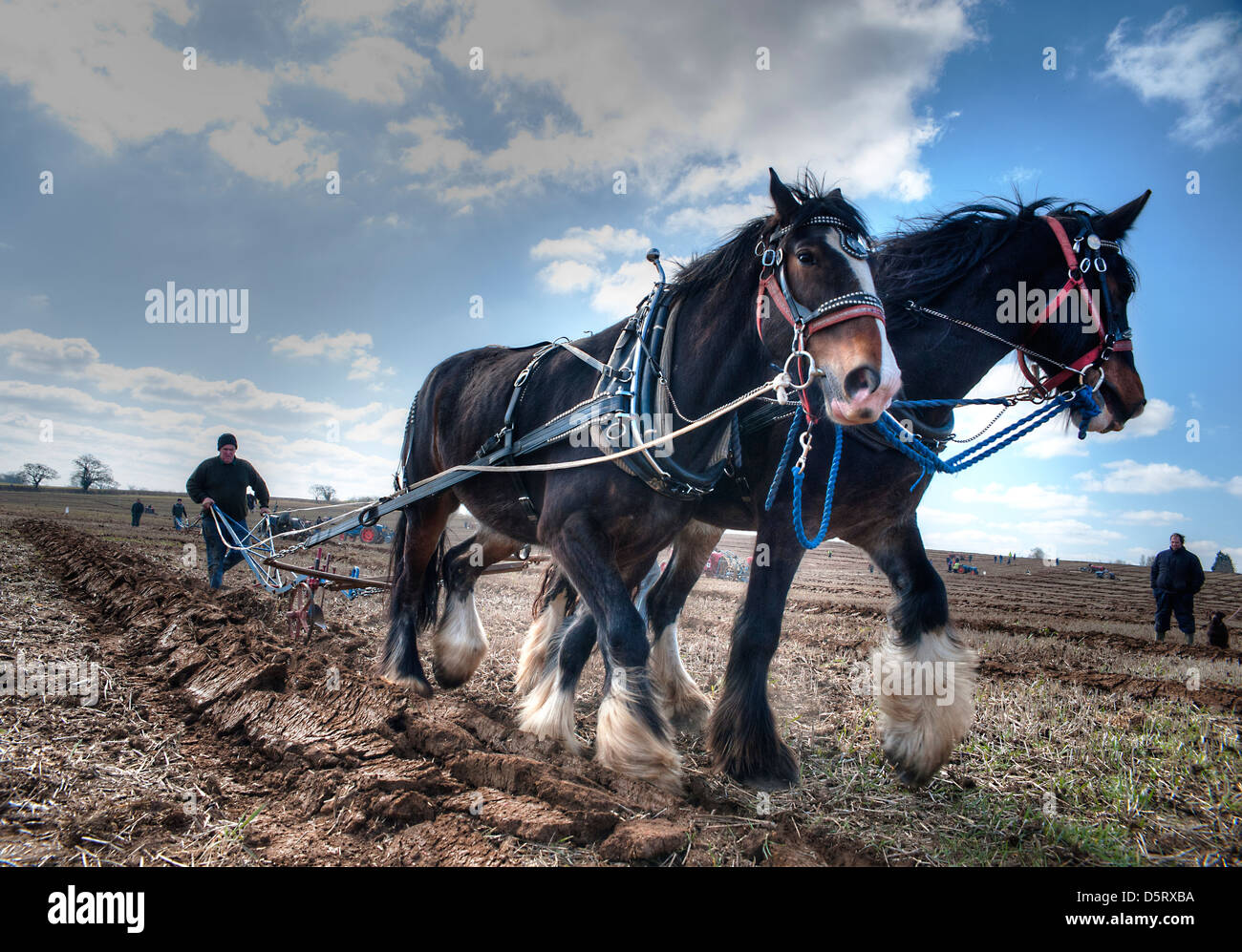 Pflügen mit Shire-Pferde Stockfoto