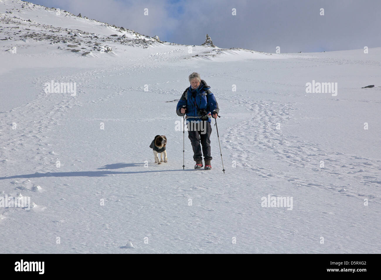 Frau-Wanderer mit Hund nähert sich des Gipfels des Ben Nevis im Schnee Stockfoto