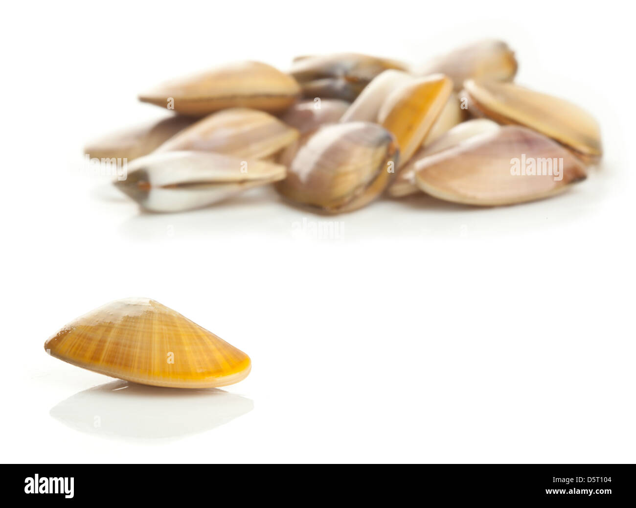 TRUNCATE DONAX - Telline auf weiße Tapete Stockfoto