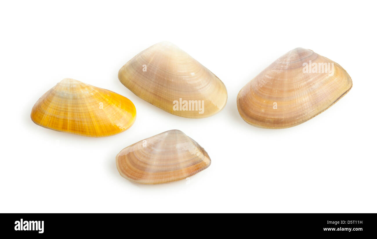 TRUNCATE DONAX - Telline auf weiße Tapete Stockfoto
