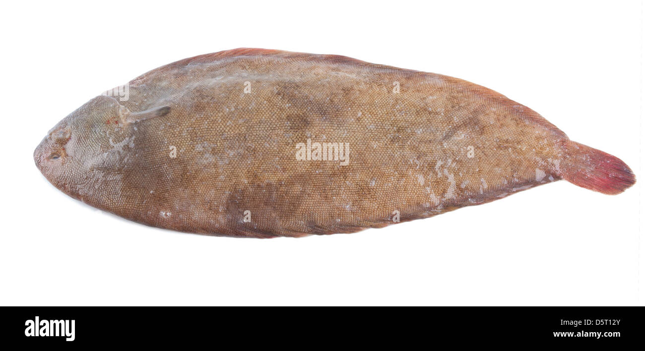 Seezunge auf weißem Hintergrund Stockfotografie - Alamy