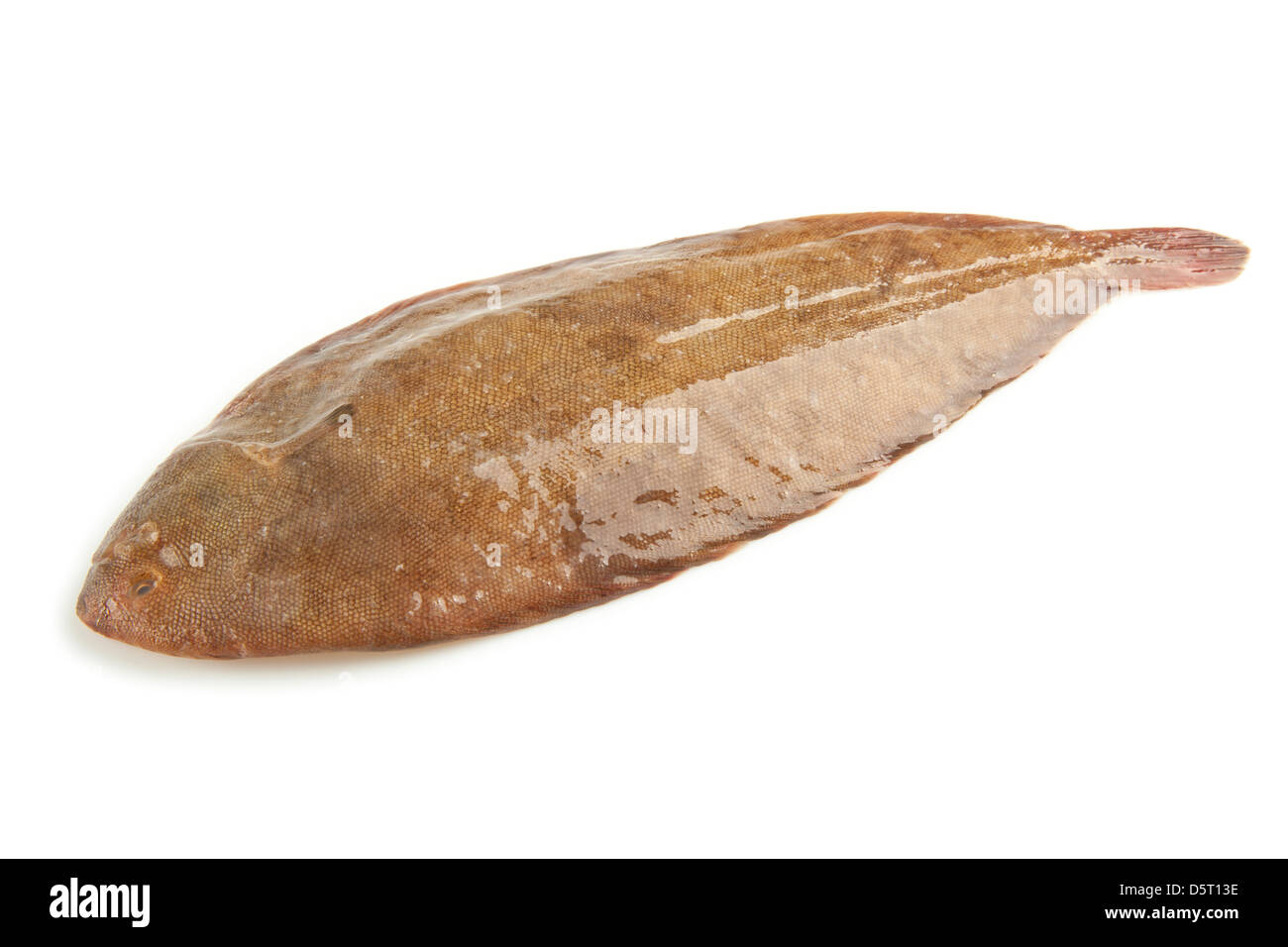 Seezunge Ausgeschnittene Stockfotos und -bilder - Alamy