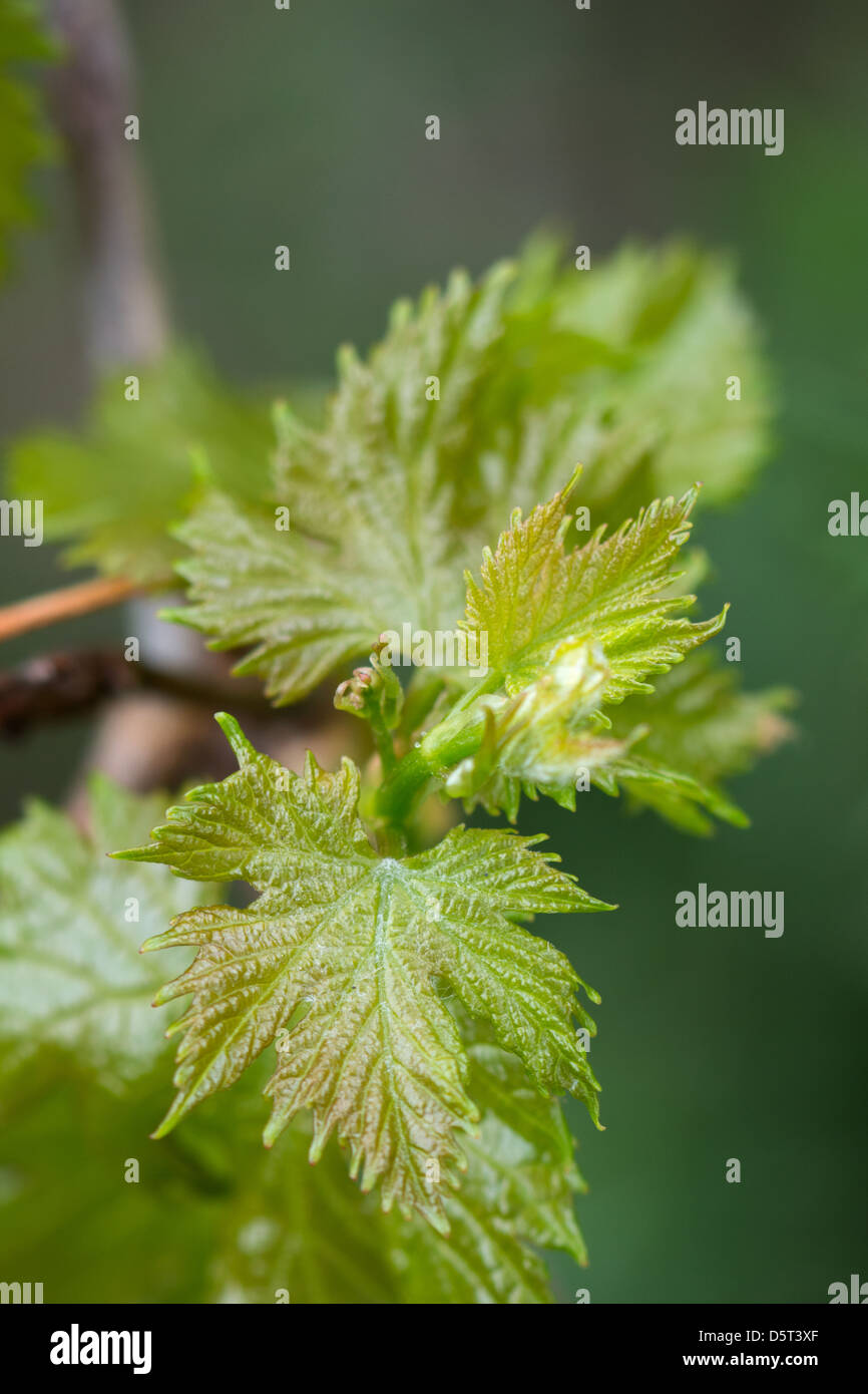 Weinblätter im zeitigen Frühjahr Stockfoto