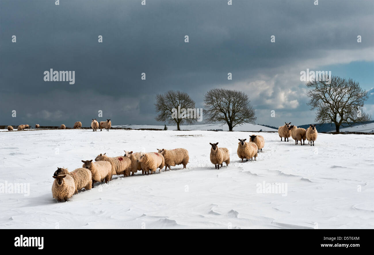 Eine Herde Schafe auf einem Shropshire Hügel Farm während der bitterkalten späten Frühjahr 2013, Großbritannien Stockfoto
