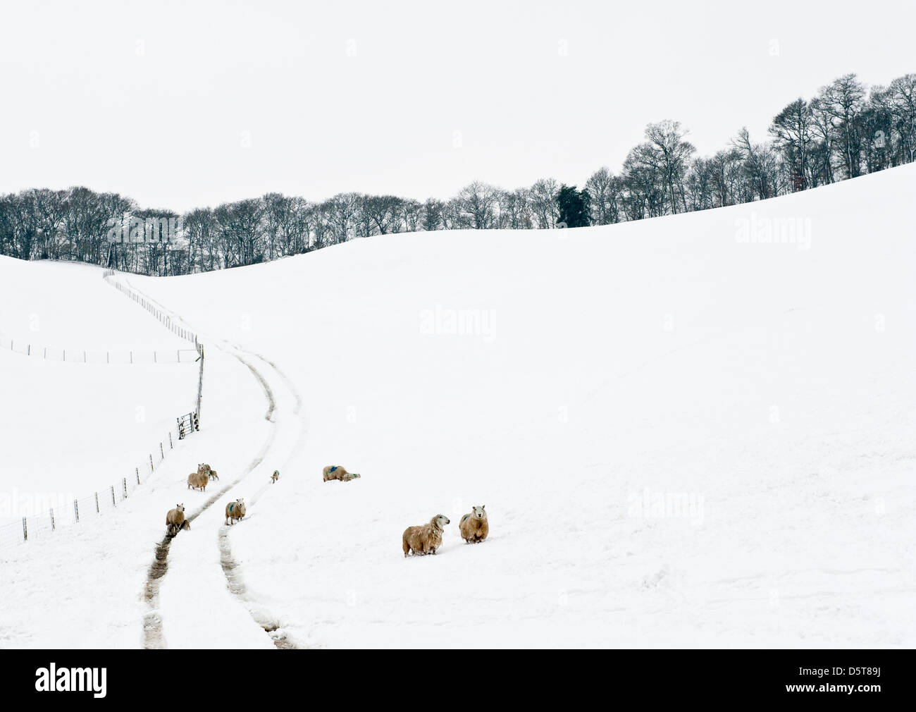 Schafe und Lämmer in einem schneebedeckten Feld in Mid Wales, Großbritannien, während der kalten späten Frühjahr 2013 Stockfoto
