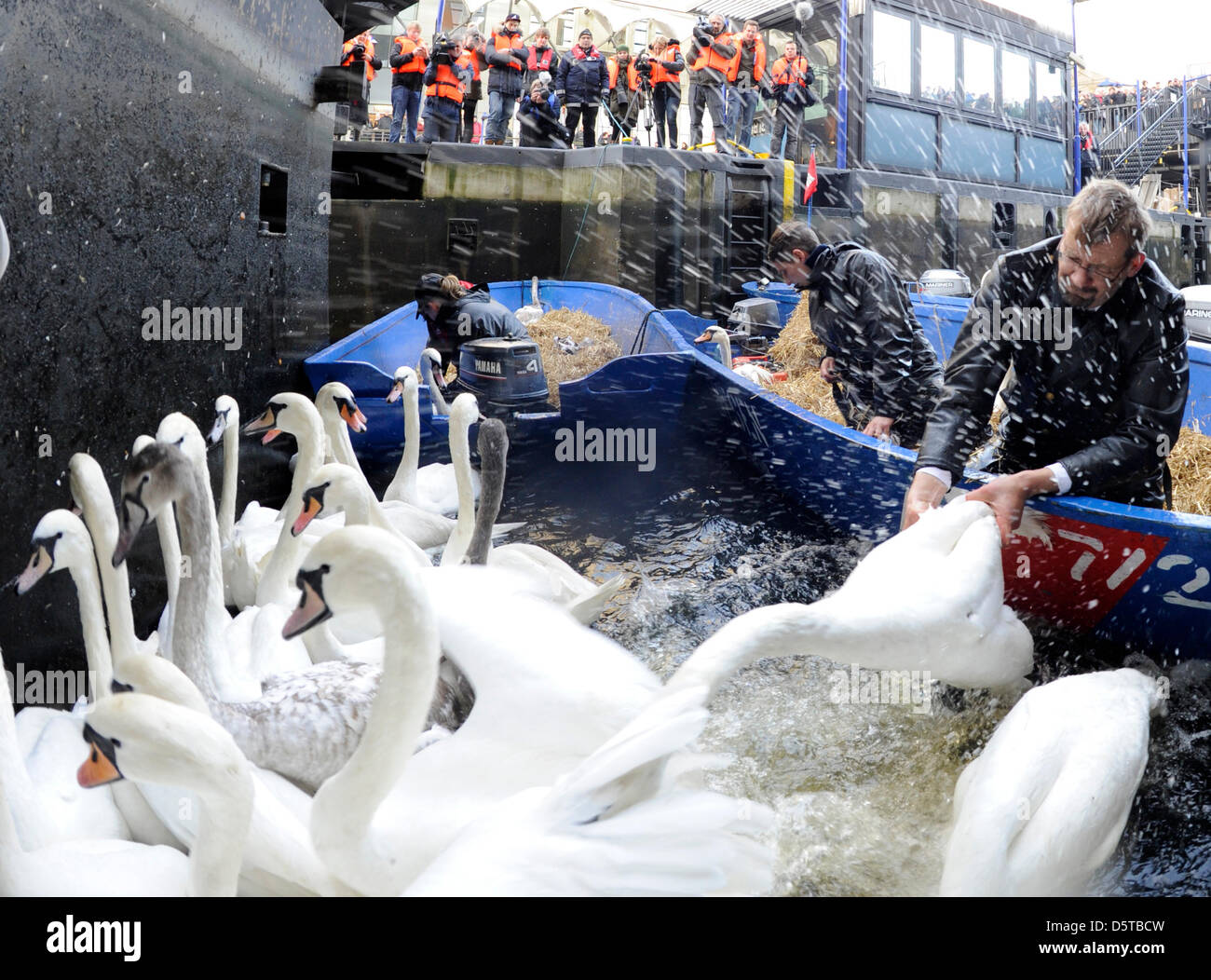 Swan Keeper Olaf Niess (R) und seine Helfer fangen Schwäne in Hamburg, Deutschland, 20. November 2012. Sie sind in den eisfreien Winter nach Hause auf dem See Eppendorf Muehlenteich verschoben. Foto: ANGELIKA WARMUTH Stockfoto