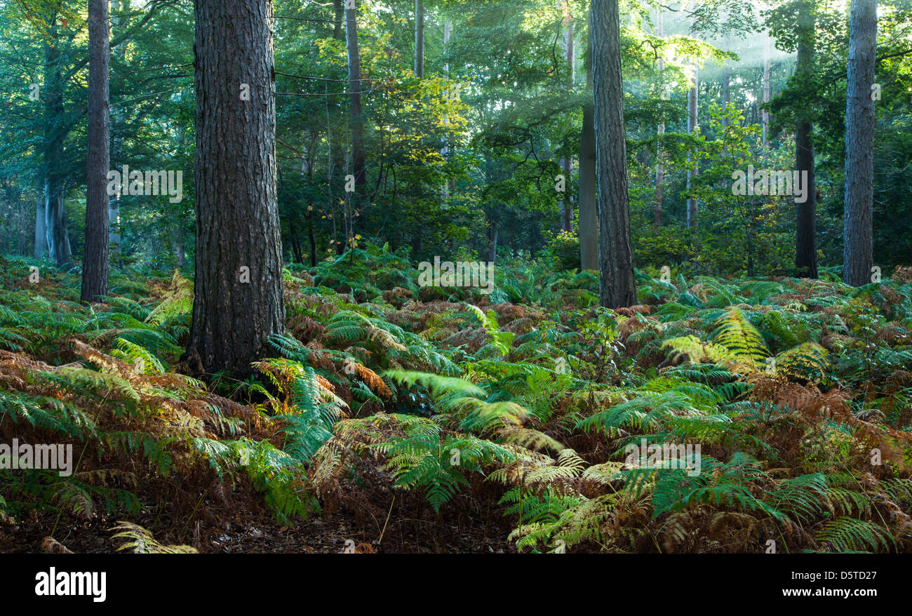 Ein Hauch von Morgennebel in die Strahlen der Sonne zwischen den Bäumen der Harlestone Tannen und frühen Herbstfärbung, Northamptonshire, England Stockfoto