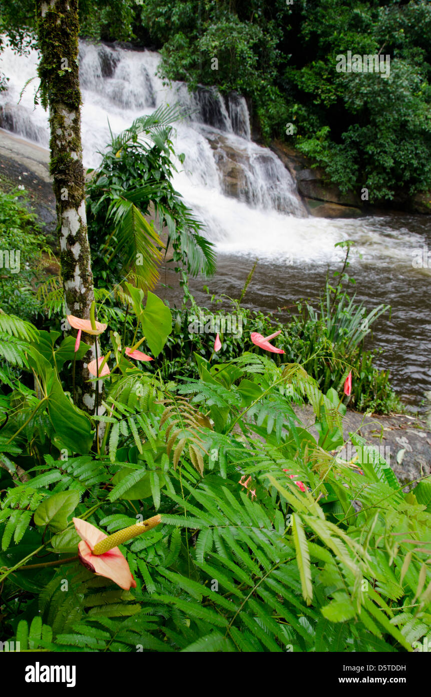 Brasilien, Parati (aka Paraty). Mata Atlântica, Serra da Bocaina Nationalpark. Regenwald-Wasserfall. Stockfoto
