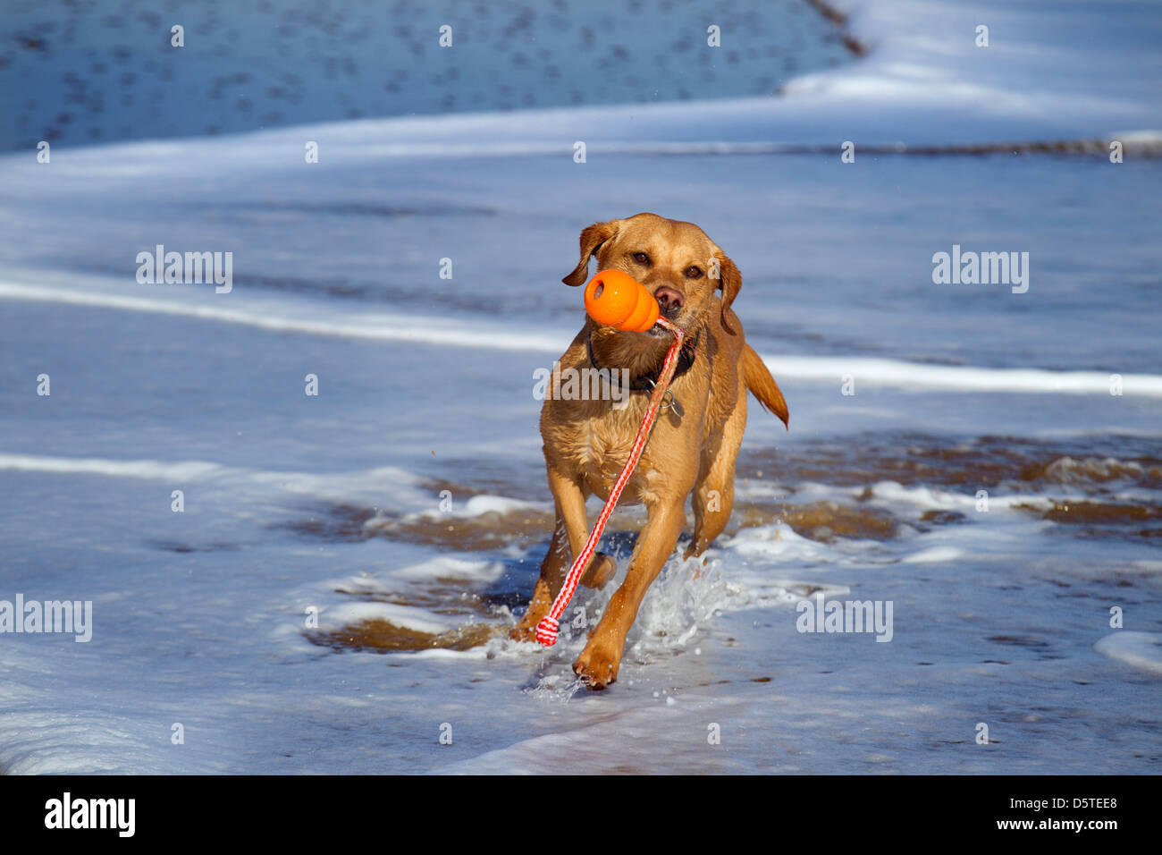 Gelben Labrador spielen mit Kugel Stockfoto