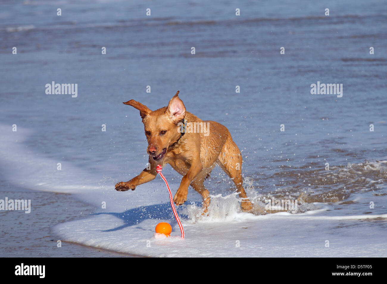 Gelben Labrador spielen mit Kugel Stockfoto