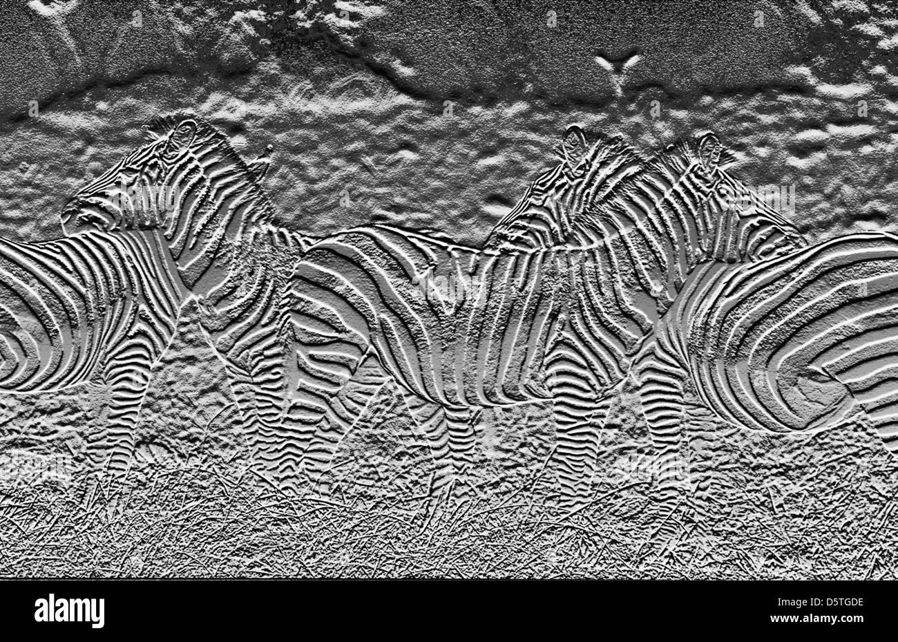 Zebras in Kenia, Afrika Stockfoto