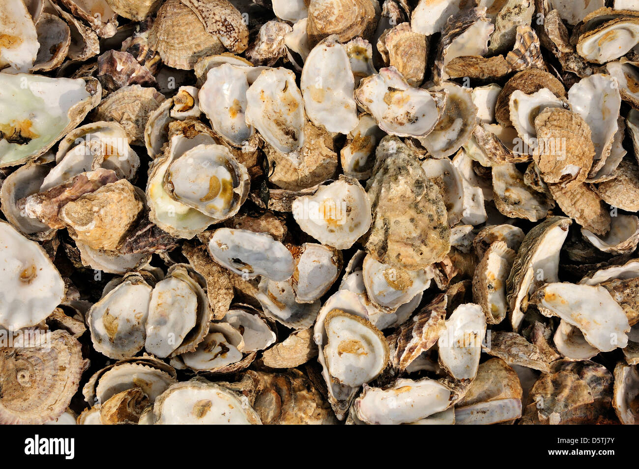 Whitstable, Kent, England, UK. Haufen von Austernschalen am Strand Stockfoto
