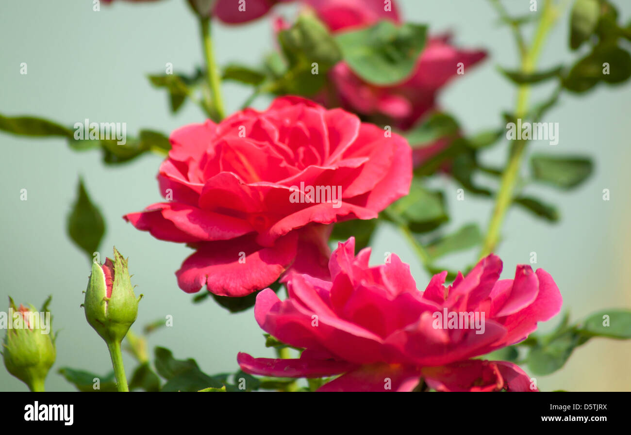 Rote rose Hintergrund unscharf Naturschönheiten. Stockfoto