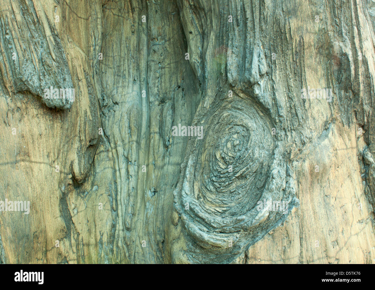 Alten Baumrinde Baum Textur. Stockfoto