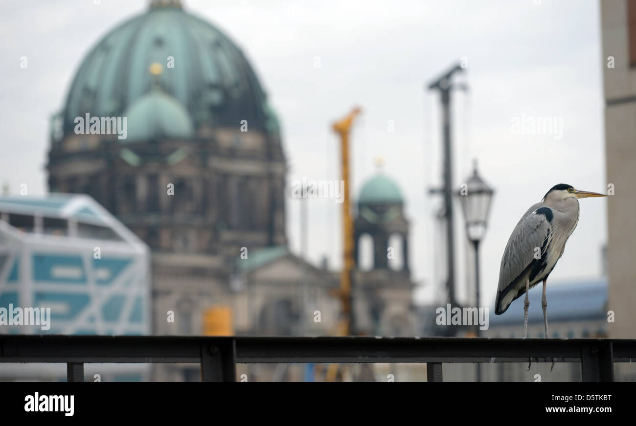 Ein Graureiher sitzt auf einem Geländer neben dem Dom in Berlin, Deutschland, 27. November 2012. Foto: RAINER JENSEN Stockfoto