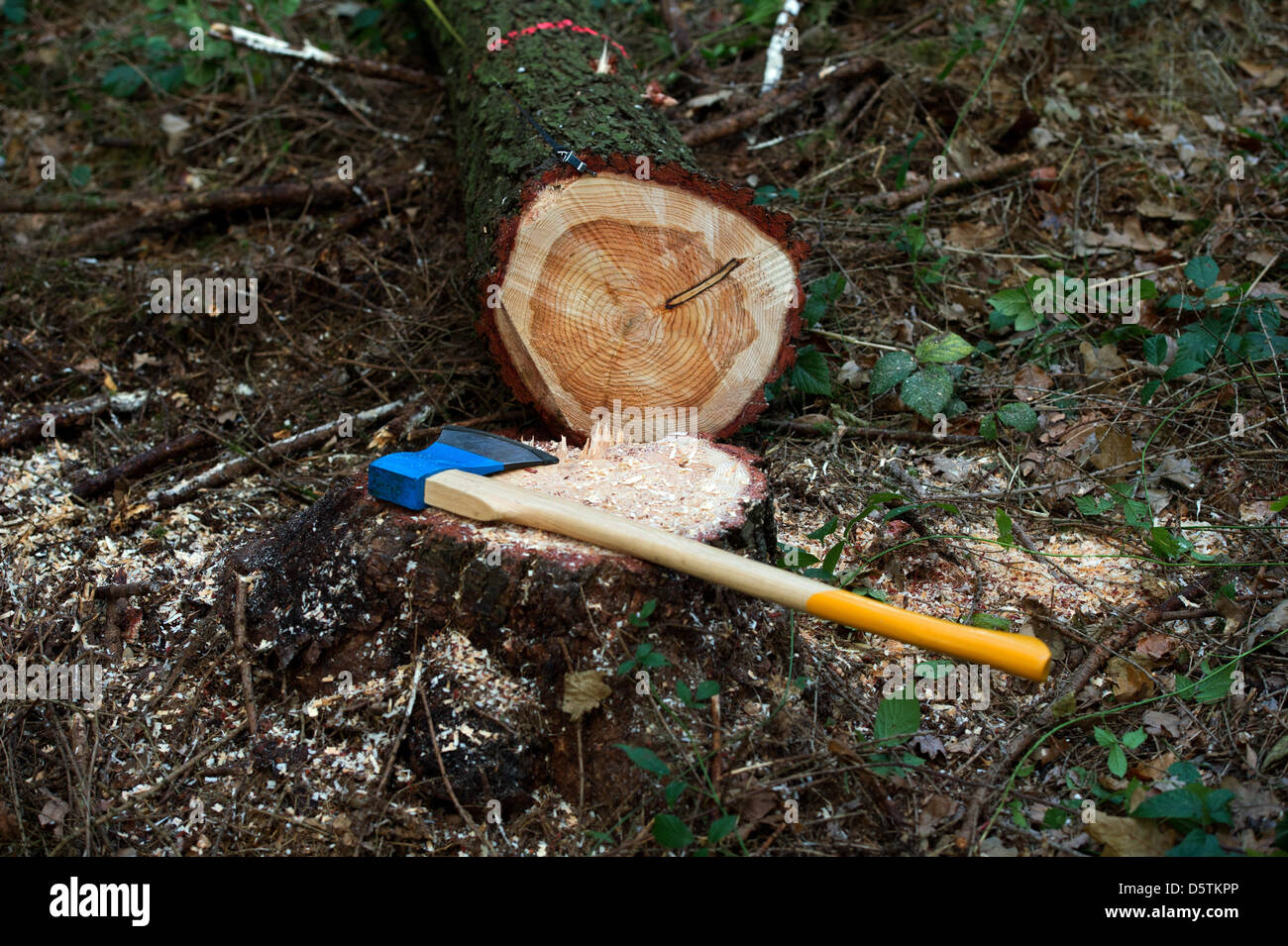 Eine Axt sitzt auf einem Baumstamm abgespeckte während der Holzernte durch den sächsischen Staat Forstdienst im Stadtteil Unger Wald in der Nähe von Neustadt, Deutschland, 26. November 2012. Rund 1,5 Hektar und 10 Prozent der Fläche der Oberförsterei werden planmäßig verdünnt werden. Fast 80.000 Kubikmeter Holz mit einem Wert von rund 4,2 Millionen Euro werden geerntet werden. Foto: Arno Bur Stockfoto
