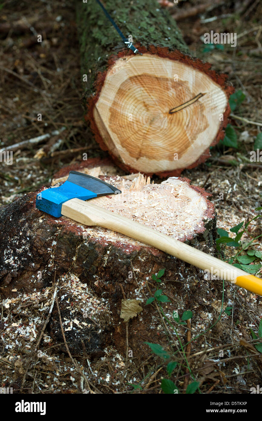 Eine Axt sitzt auf einem Baumstamm abgespeckte während der Holzernte durch den sächsischen Staat Forstdienst im Stadtteil Unger Wald in der Nähe von Neustadt, Deutschland, 26. November 2012. Rund 1,5 Hektar und 10 Prozent der Fläche der Oberförsterei werden planmäßig verdünnt werden. Fast 80.000 Kubikmeter Holz mit einem Wert von rund 4,2 Millionen Euro werden geerntet werden. Foto: Arno Bur Stockfoto