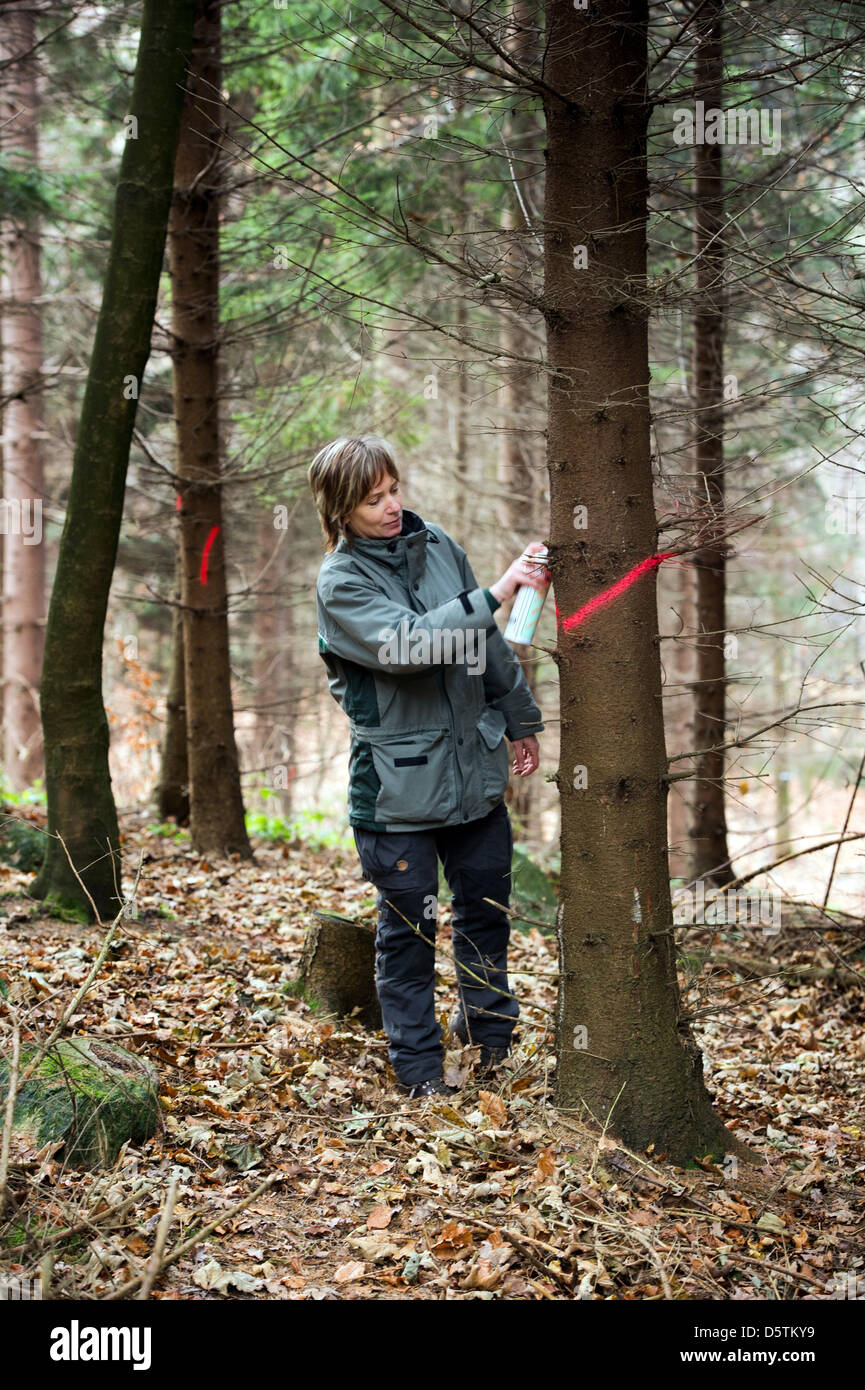 Förster Anette Schmidt-Scharfe markiert eine Fichte, während die Holzernte durch den sächsischen Staat Forstdienst im Stadtteil Unger Wald in der Nähe von Neustadt, Deutschland, 26. November 2012 abgeholzt werden. Rund 1,5 Hektar und 10 Prozent der Fläche der Oberförsterei werden planmäßig verdünnt werden. Fast 80.000 Kubikmeter Holz mit einem Wert von rund 4,2 Millionen Euro werden Stockfoto