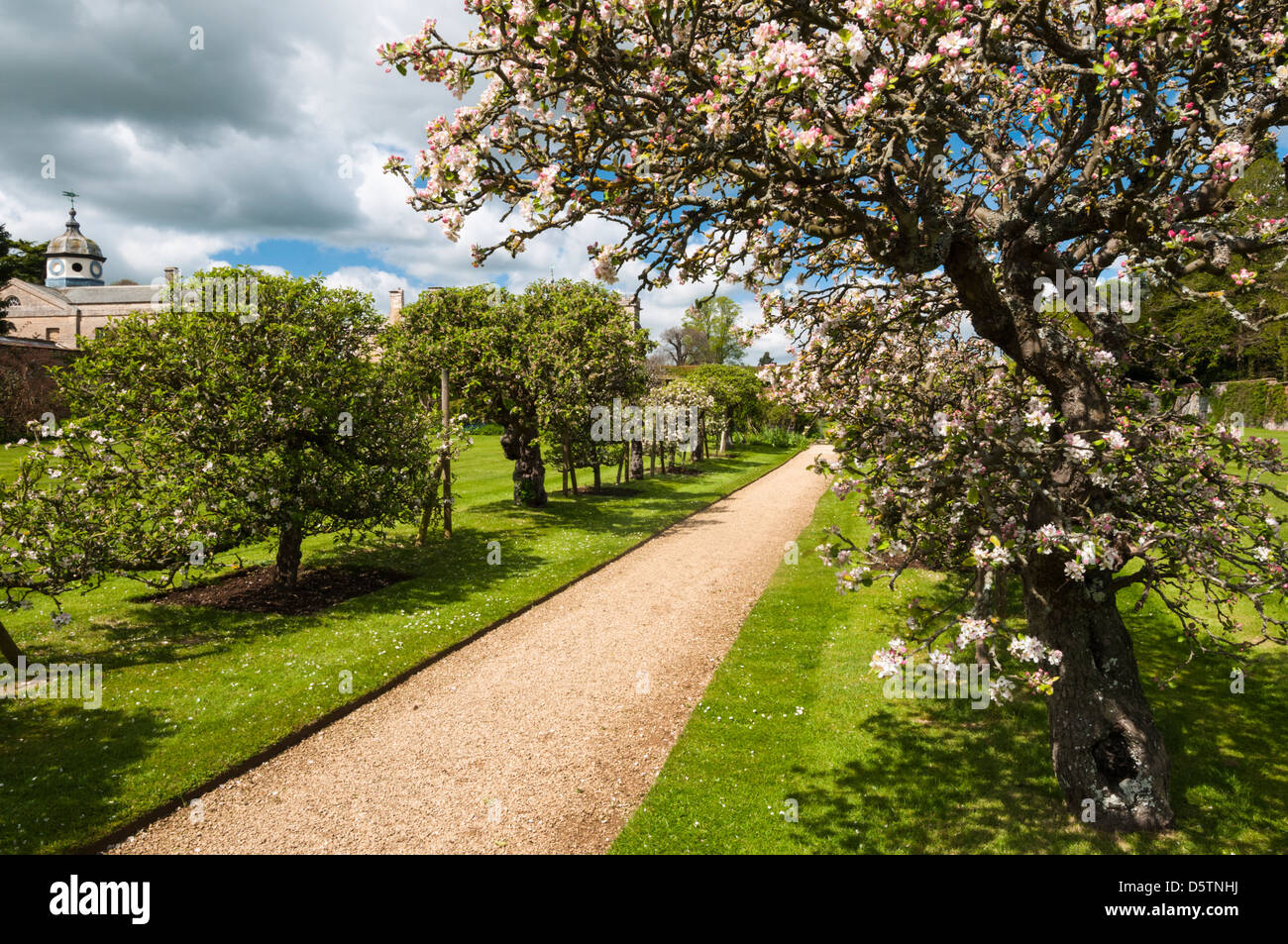 Allee der Spalier Apfel und Birne Bäume Anzeigen zart rosa Blüte im Obstgarten, Rousham House, Oxfordshire, England Stockfoto