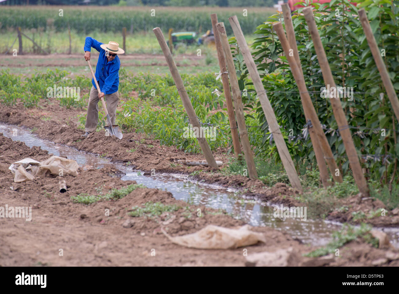 Landarbeiter, die tendenziell Flut Bewässerung auf einer Obst-Baumschule in Chile, Südamerika Stockfoto