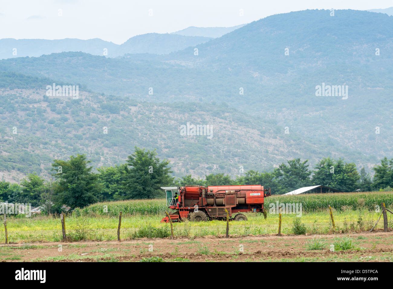 Landwirt Traktor auf einer Obstplantage in Chile, Südamerika in Betrieb Stockfoto