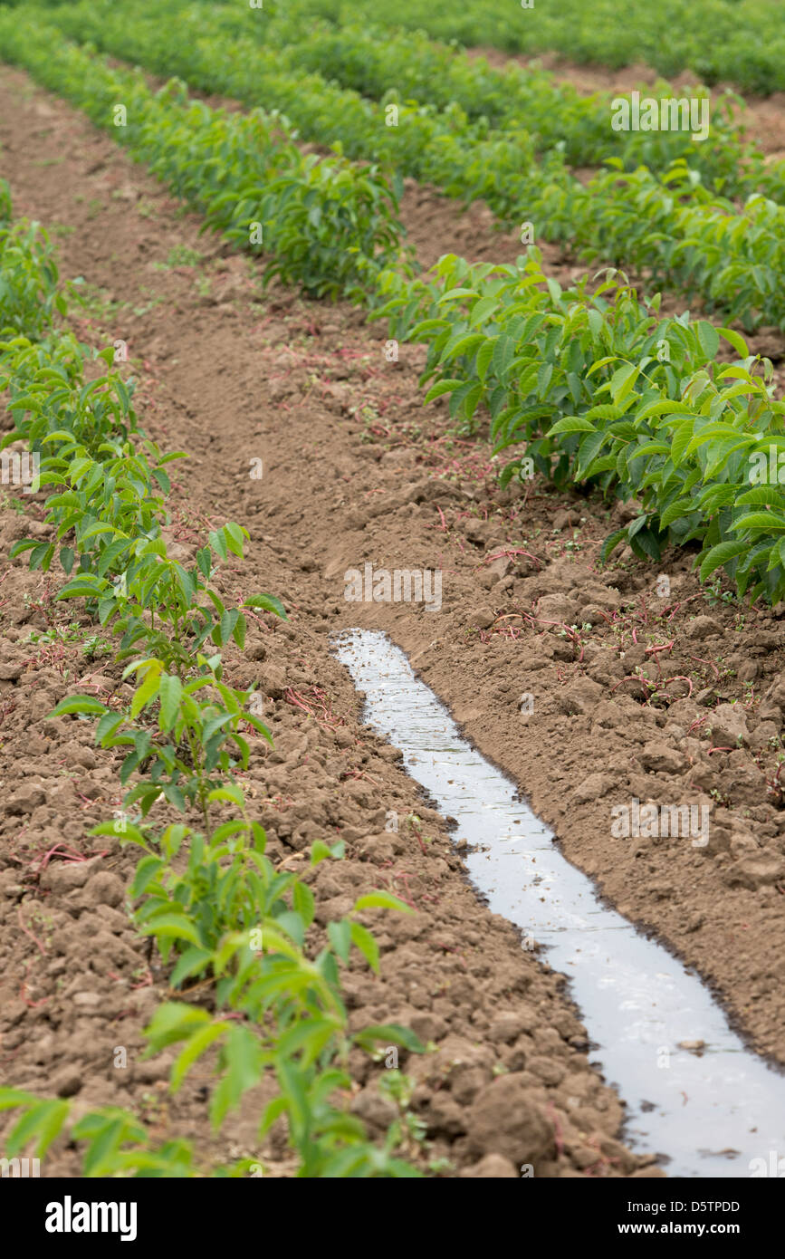 Ende des Fahrwasser herab Reihe von Kulturen zu Bewässerung auf einer Obstplantage in Chile, Südamerika Stockfoto