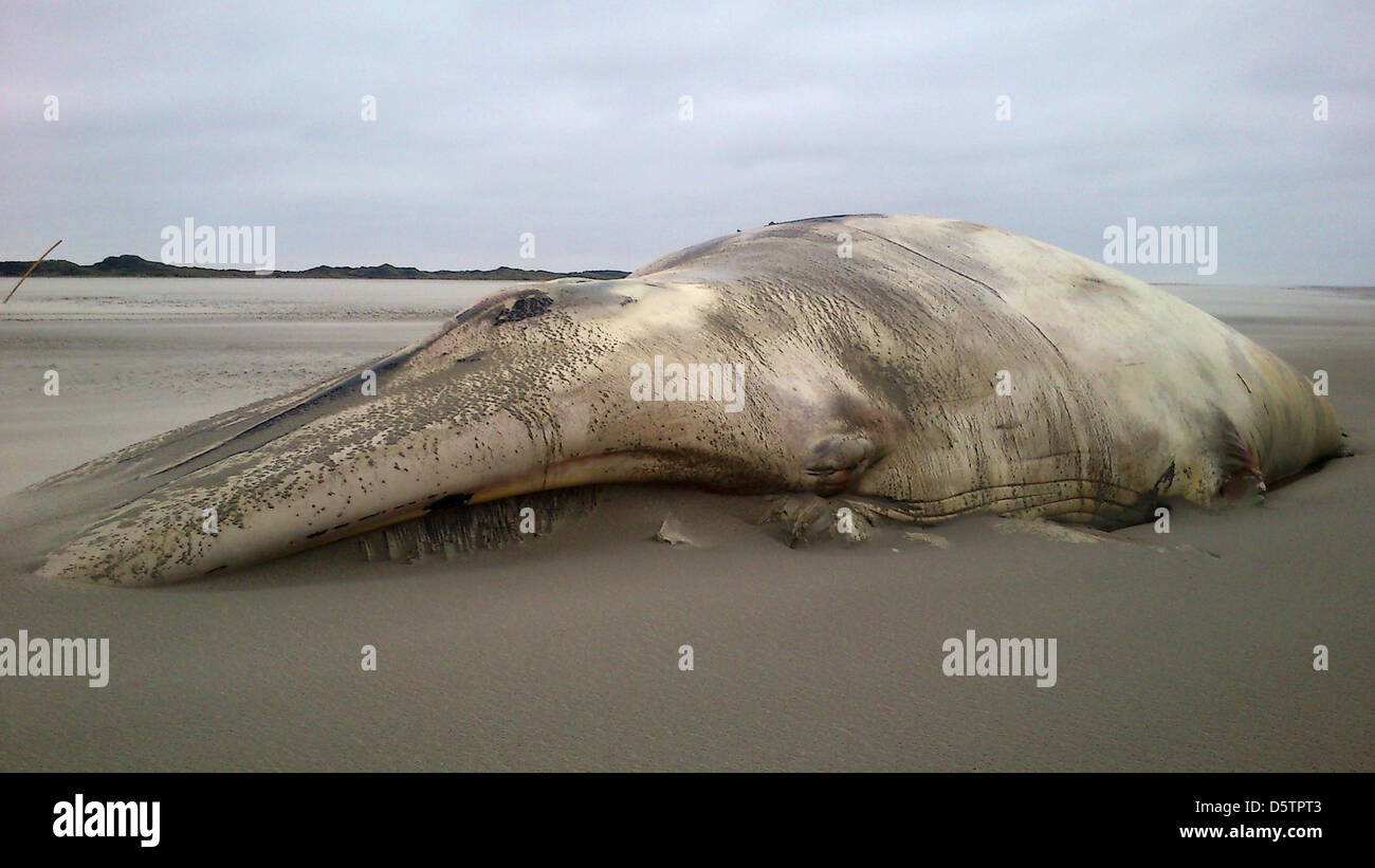 HANDOUT liegt die Leiche eines Wals am Strand der Nordsee Insel Juist, Deutschland, 24. September 2012. Foto: JENS HEYKEN Stockfoto