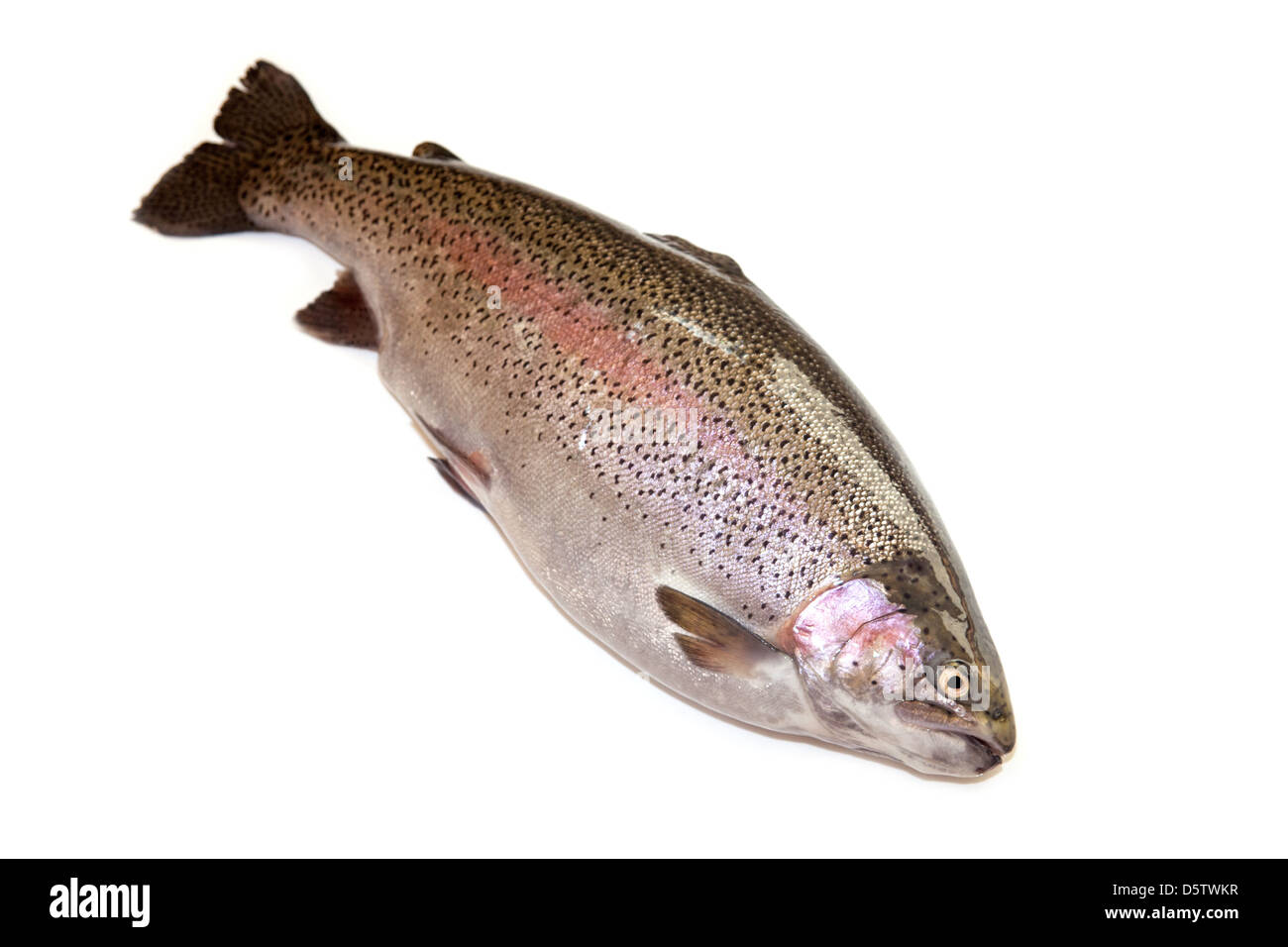 Große 6lb 10 Unzen (3kg) Regenbogenforelle Fisch isoliert auf einem weißen Studio-Hintergrund. Stockfoto