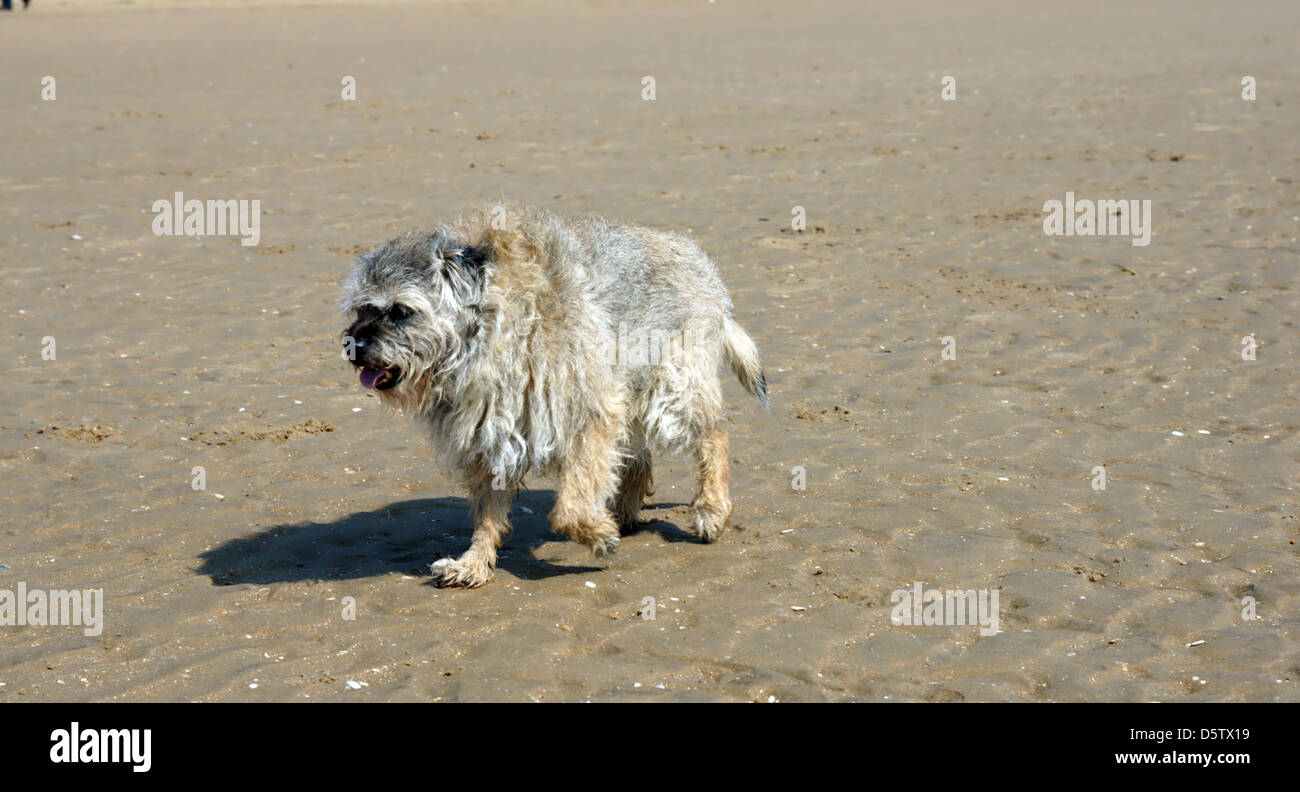 bläst Wind Strand windig Ohren flattern glücklich Hund Stockfoto