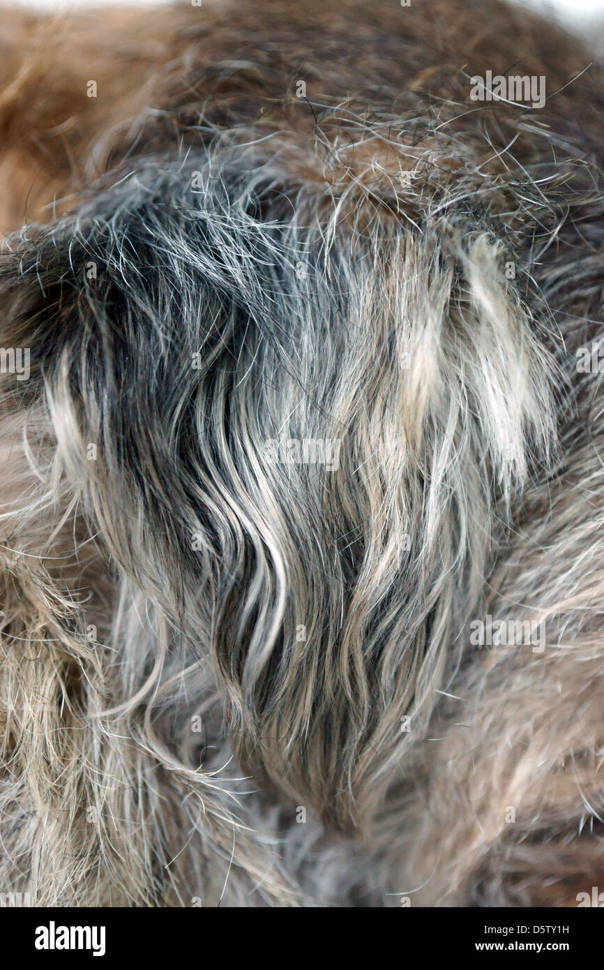 Hund Ohr weiß schwarz blonde Haare Stockfoto