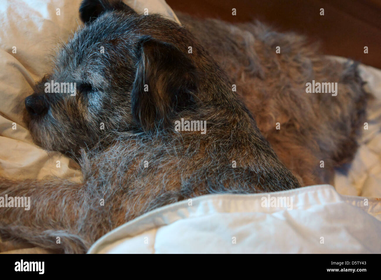 2 Hunde border Terrier schlafen Bett Eiche Holz Stockfoto