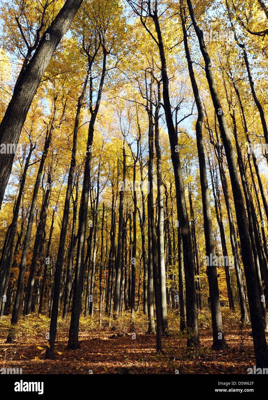 Muster-Wald von Bäumen Skyline Drive Virginia, Wald, Bäume, Wälder, gelbe Herbst Bäume, Stockfoto