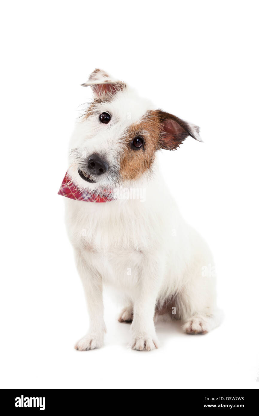 Welpen jack Russel Terrier Hund auf dem weißen Hintergrund Stockfoto