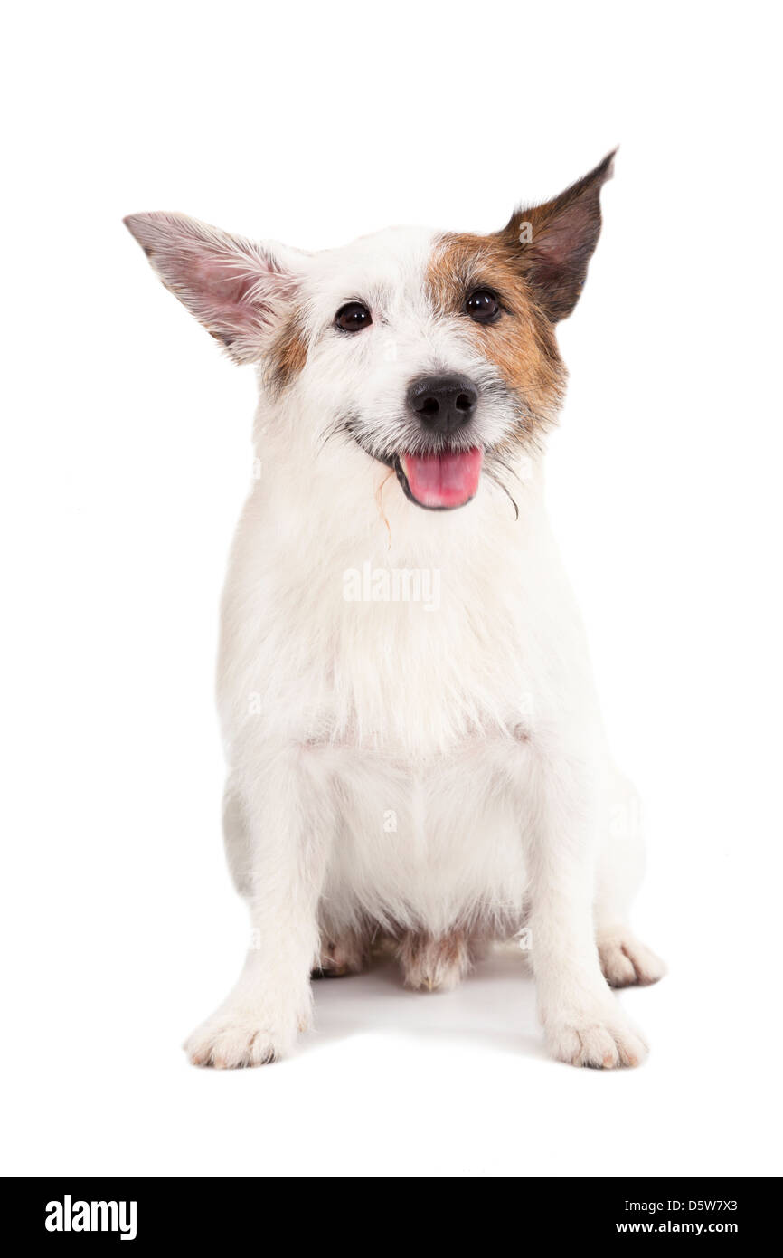 Jack Russel Terrier Hund auf dem weißen Hintergrund Stockfoto
