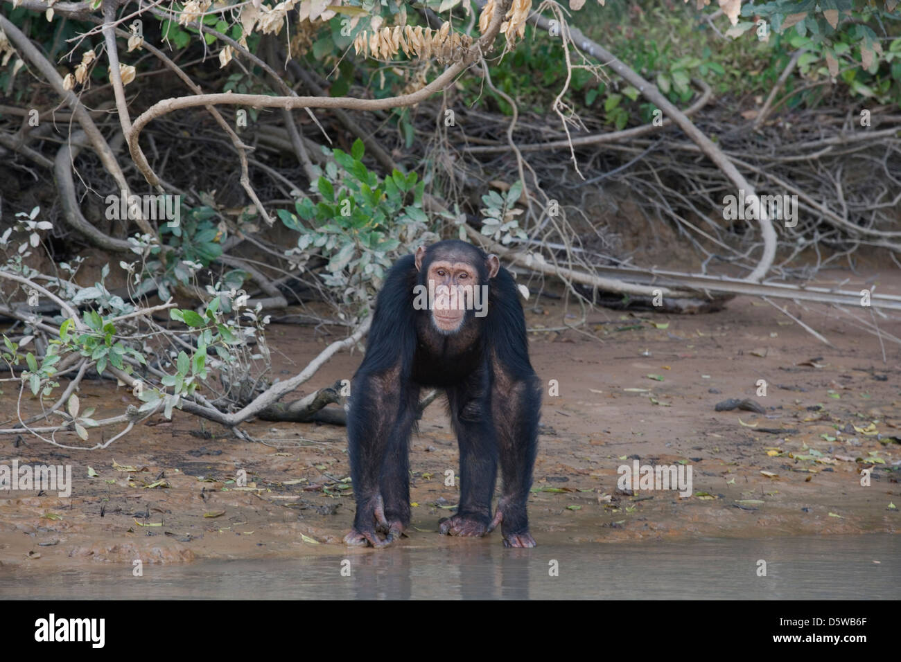 Gambia: Badi Mayo - Schimpansen Rehabilitation Vertrauen Stockfoto