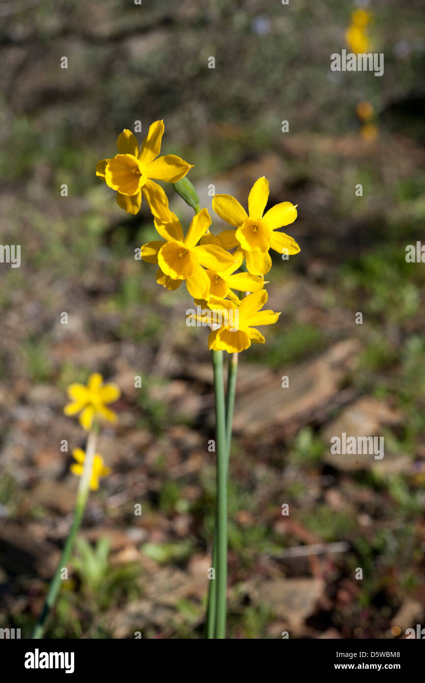 Narcissus Blanchardii, wächst in den Sierras von Andalusien, Südspanien. Februar. Stockfoto