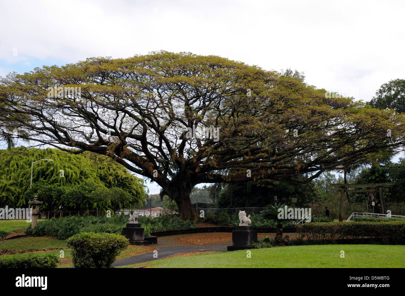 Dieser herrliche Baum ist ein Feature in der Liliuokalani Gardens in die Stadt Hilo auf der Ostküste von Big Island, Hawaii. Stockfoto