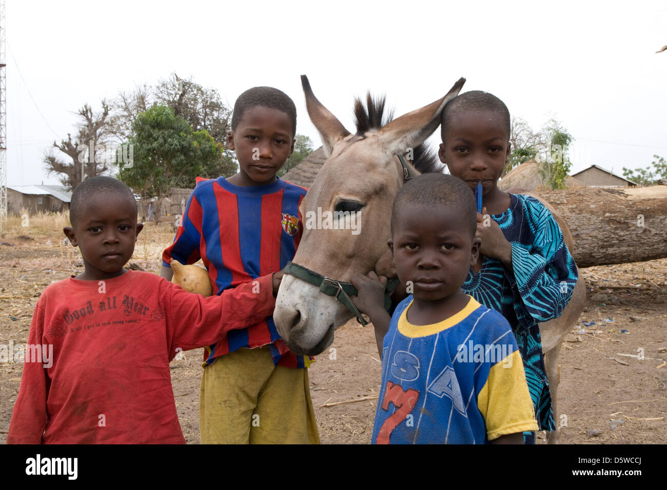 Gambia: Tiermedizin von "Gambia & Esel Pferd Vertrauen" Stockfoto