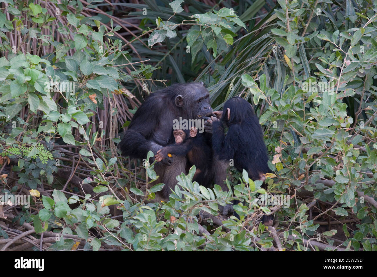 Gambia: Badi Mayo - Schimpansen Rehabilitation Vertrauen Stockfoto