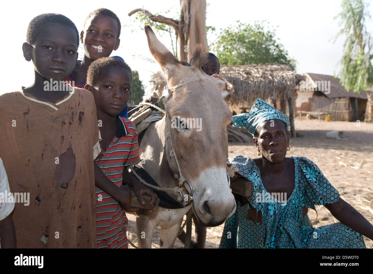 Gambia: tierärztliche Arbeit des Gambia Pferd & Esel Trust Stockfoto