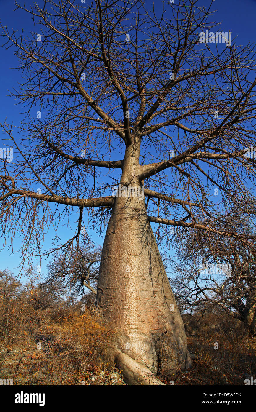 Lekhubu Insel, berühmte Kubu, Botsuana Stockfoto