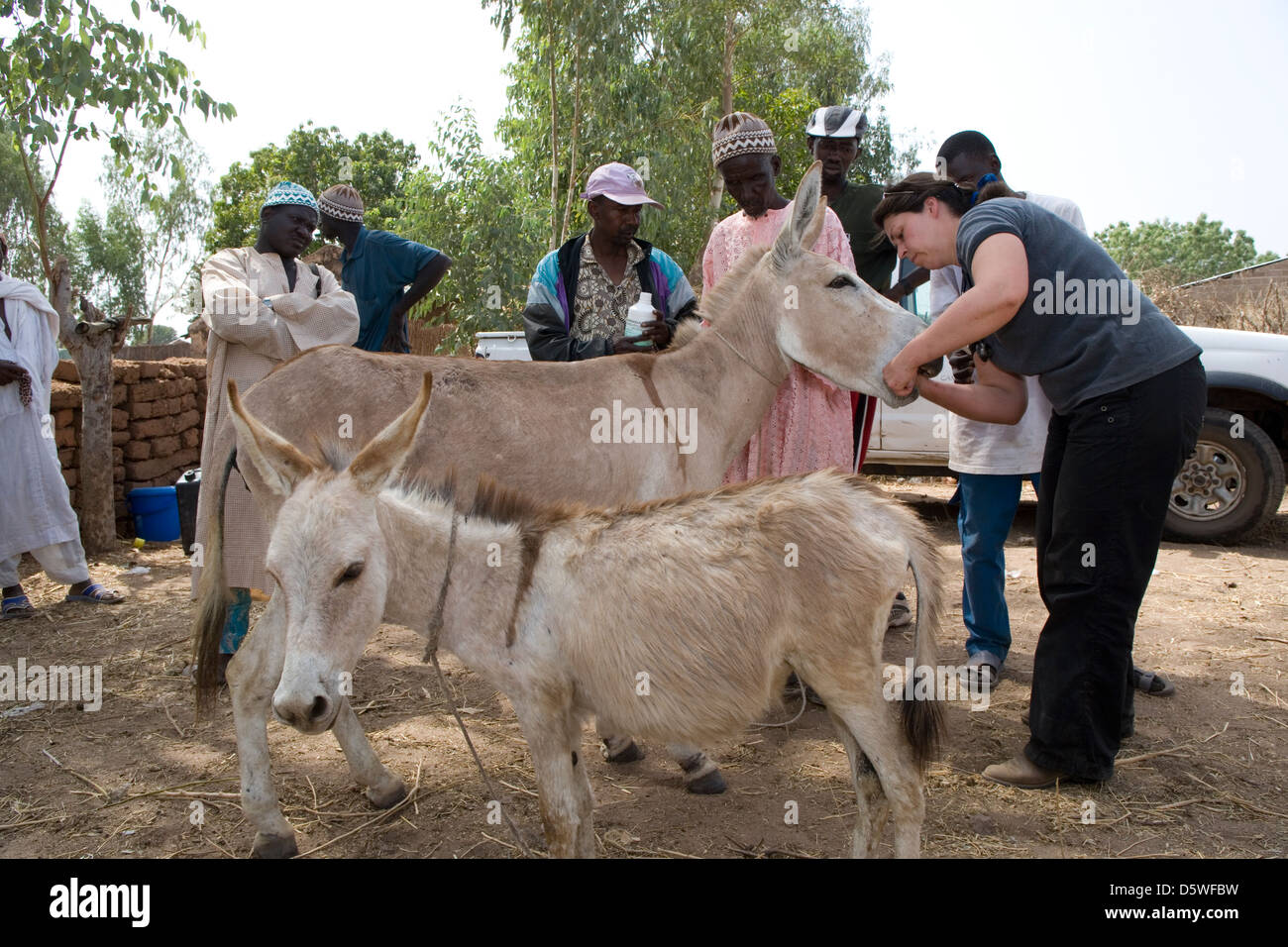 Gambia: tierärztliche Arbeit des Gambia Pferd & Esel Trust Stockfoto