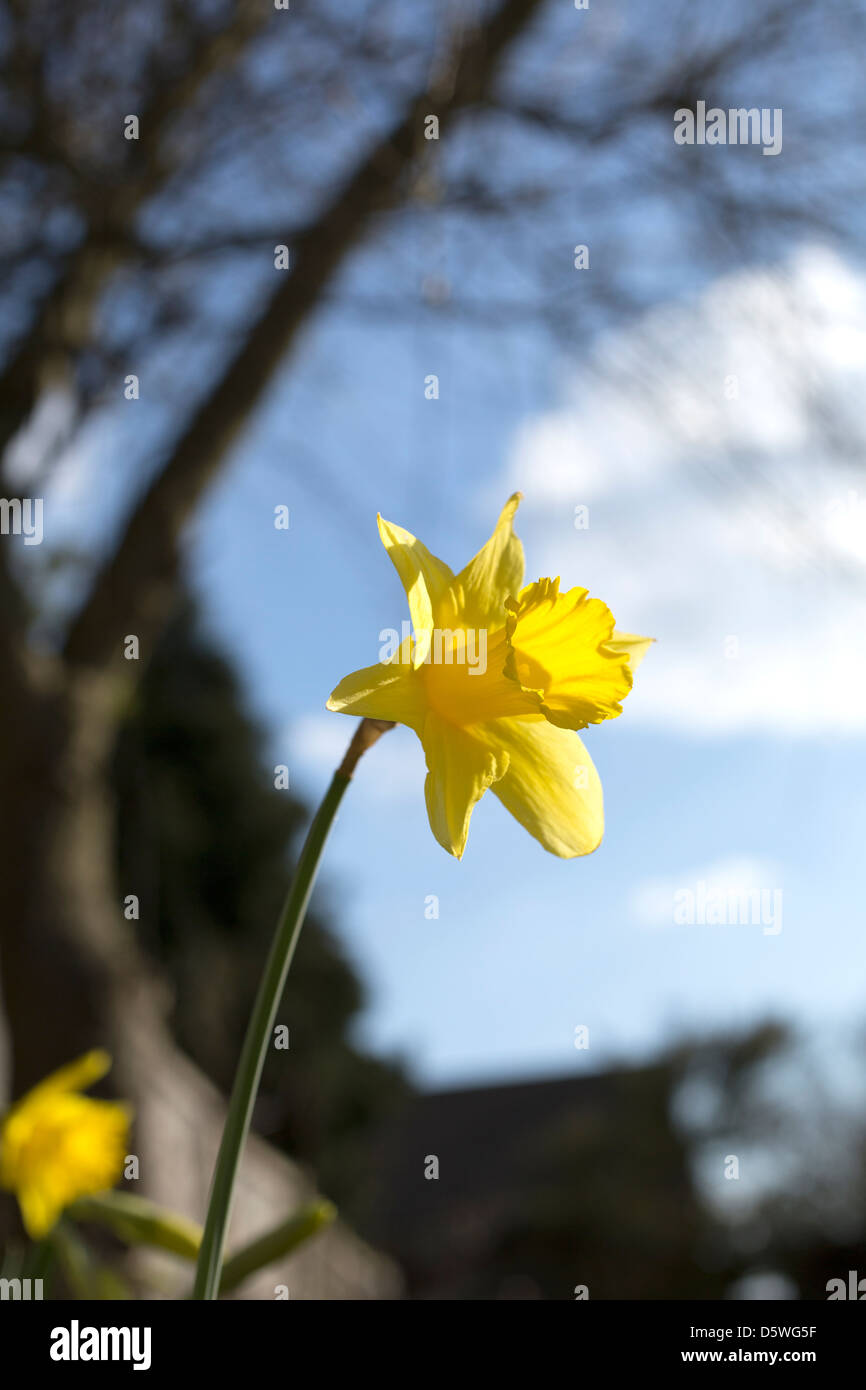 Narzisse gegen blauen Himmel Stockfoto