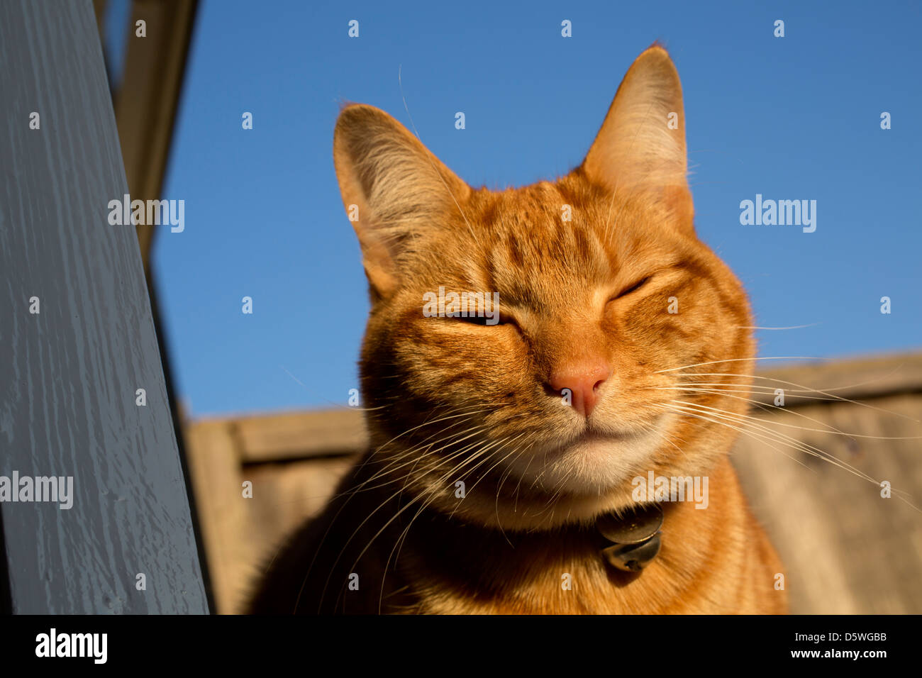 Ingwer Katze Kopf gegen Zaun klaren blauen Himmel Stockfoto