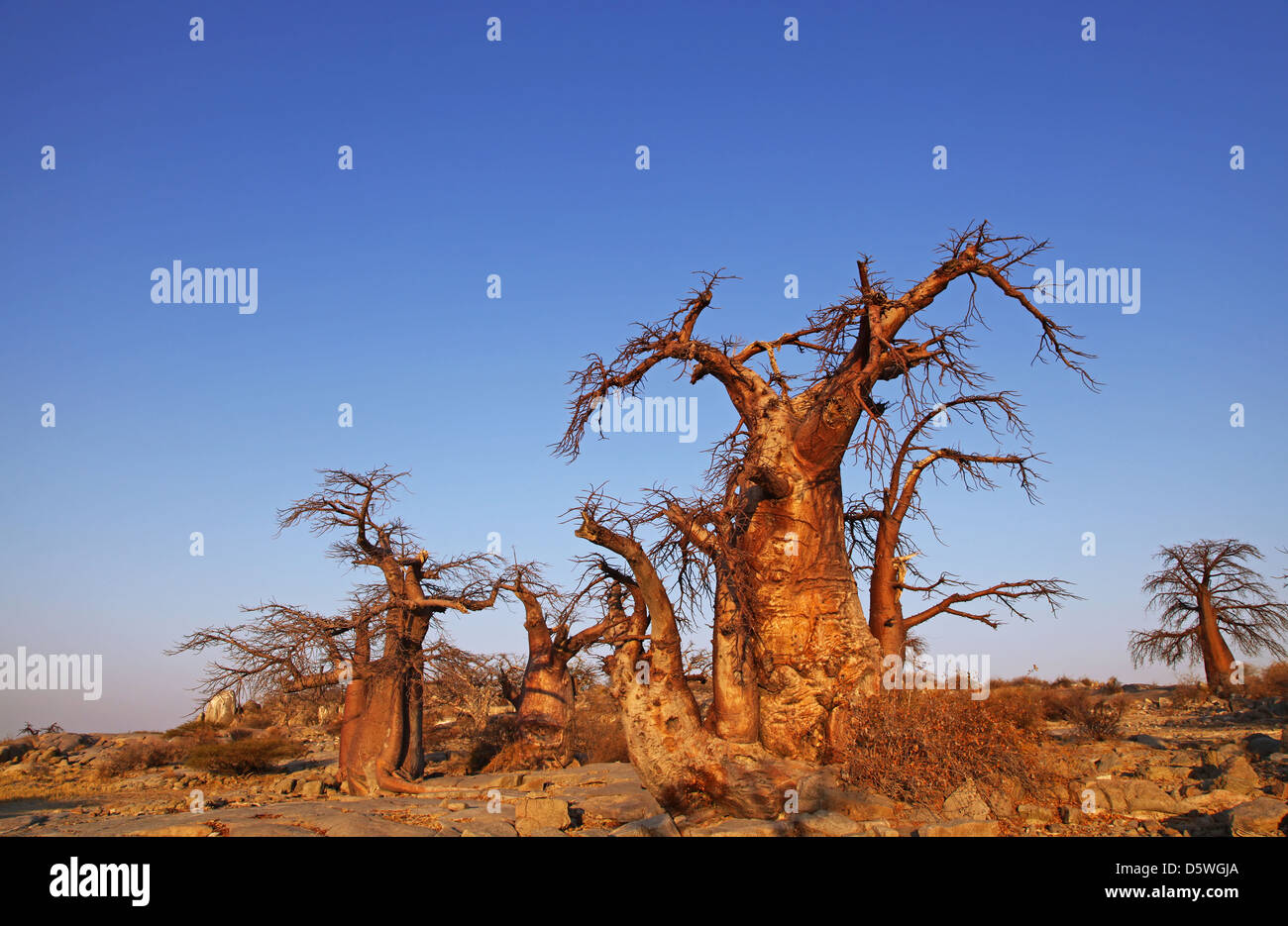 Lekhubu Insel, berühmte Kubu, Botsuana Stockfoto