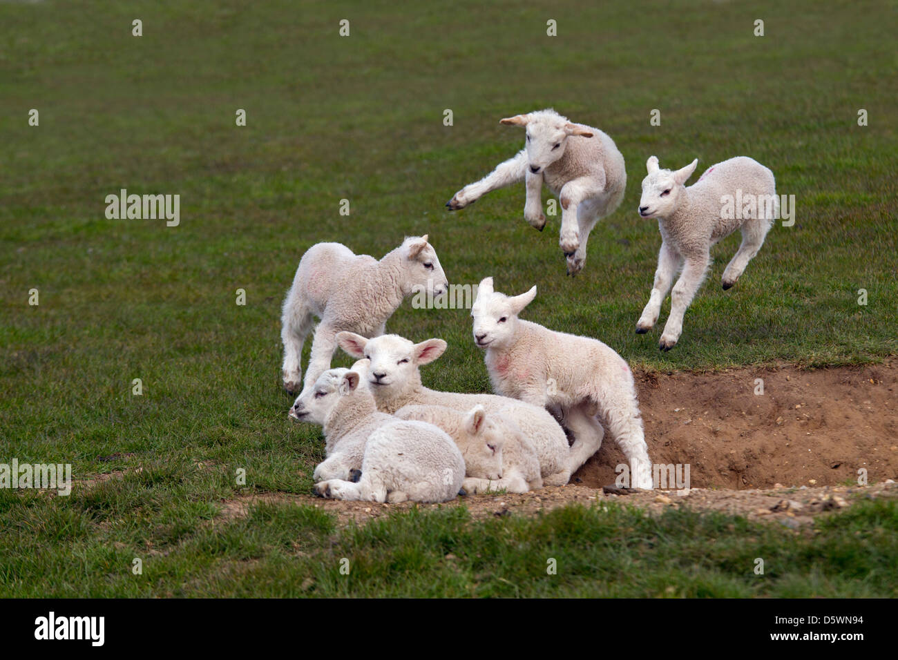 Frühjahr Lämmer spielen auf Rasen Wiese Stockfoto