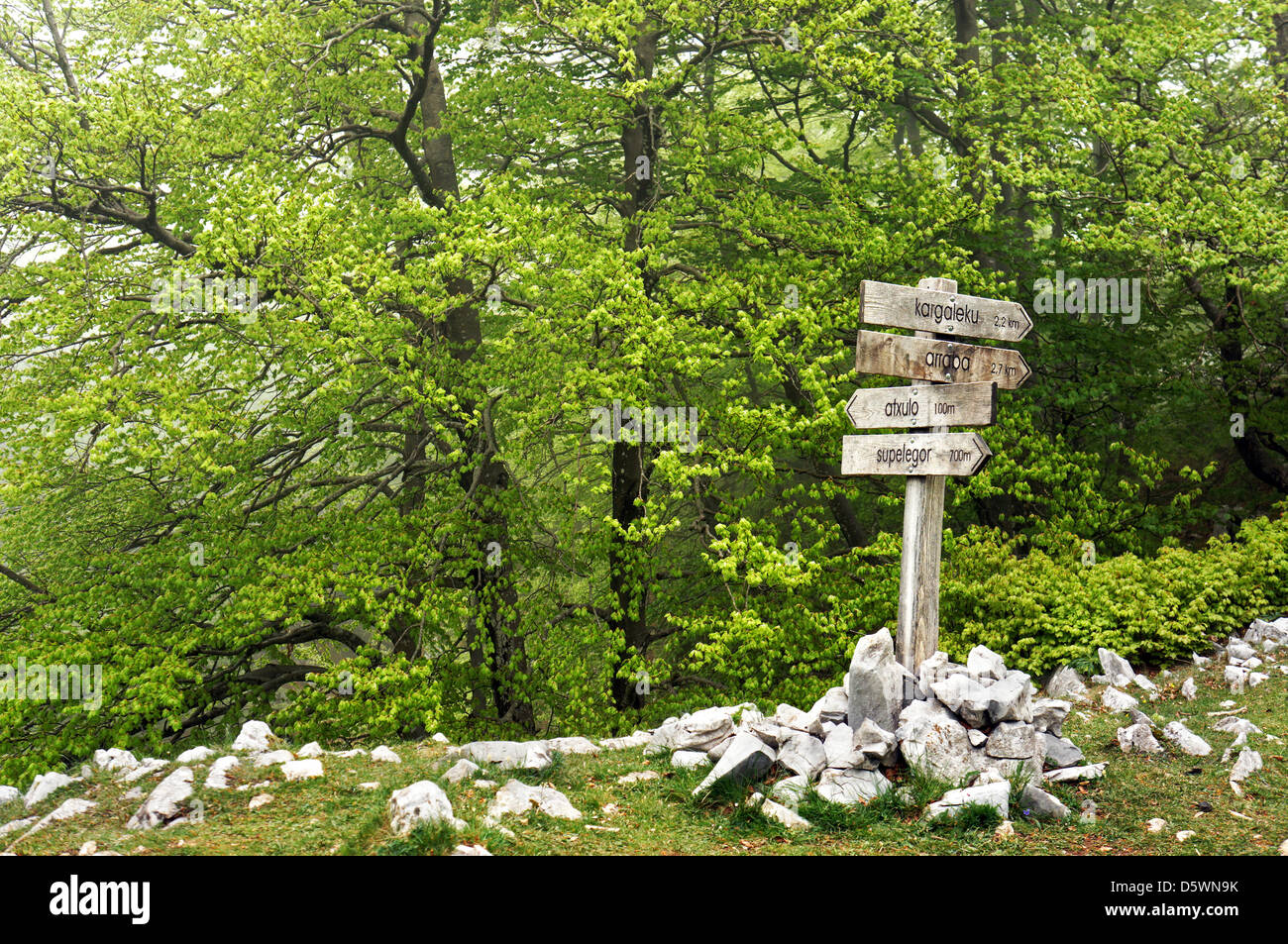 Wegweiser im Wald Stockfoto